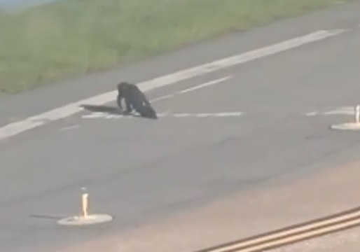Alligator Takes a Morning Stroll Across the Runway at a Florida Airport