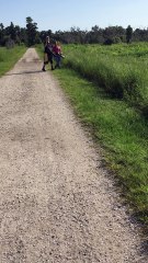 Alligator Walks Across Path