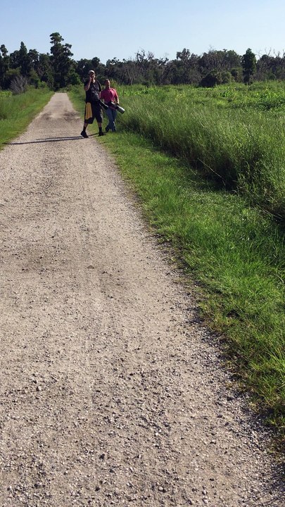 Alligator Walks Across Path