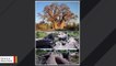 Giant African Baobab Trees Are Suddenly Dying, Baffling Scientists