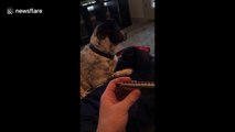 Dog sings near-perfect harmony as owner plays harmonica