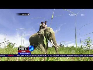 Download Video: Seekor Gajah Ditemukan Mati Tanpa Gading - NET 10