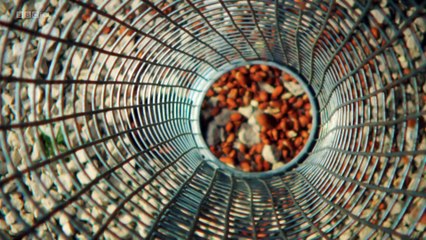 Wild Tales from the Village