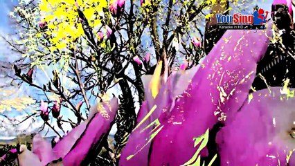 Hạnh Phúc Đầu Xuân - Nam Nguyễn