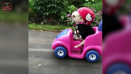 Cute funny French Bulldogs | Funny DOG Compilation #459