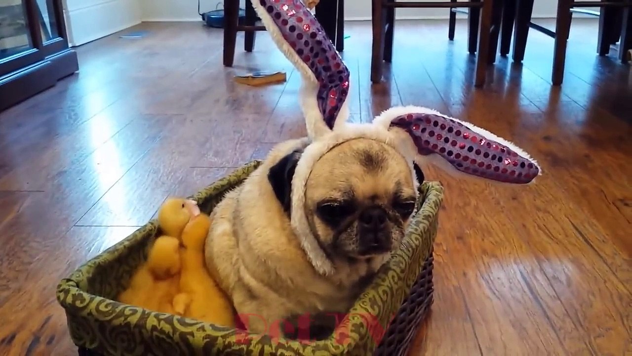 CUTE PETS  DOING FUNNY THINGS #26