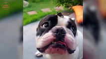Cute funny French Bulldogs | Funny DOG Compilation #460