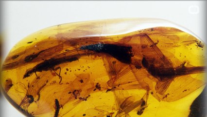 99 Million Year-Old Beetle Found Encased In Amber