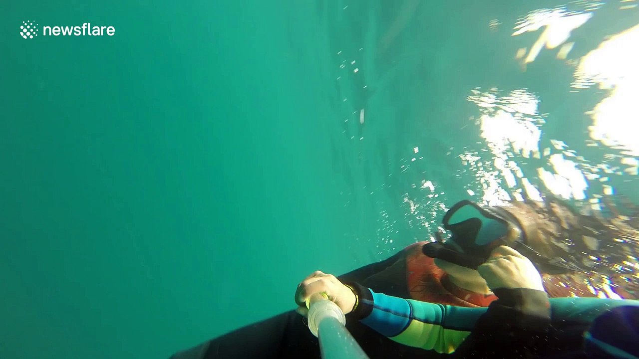 Divers have close encounter with killer whales off Mexico coast