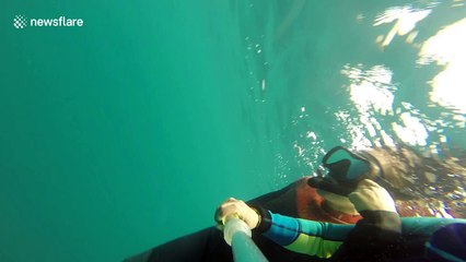 Divers have close encounter with killer whales off Mexico coast