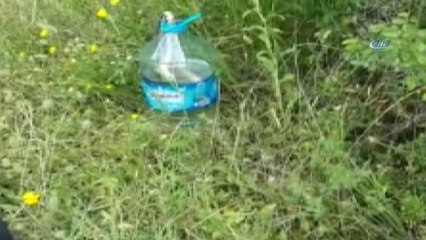 Tekirdağ'da Akıl Almaz Olay...balığı Yemek İçin Kendini Şişeye Hapsetti