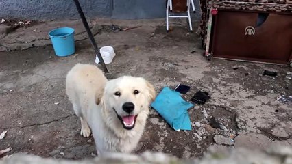 Köpeğin Parçaladığı Çekyattan Para ve Altın Çıktı
