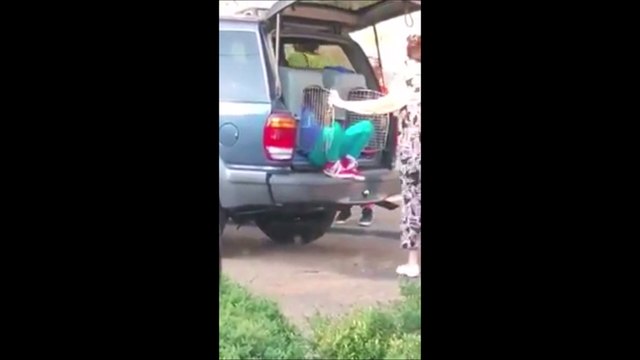 La vidéo d'une grand-mère qui relâche ses petits-enfants enfermés dans des cages à chiens choque les internautes