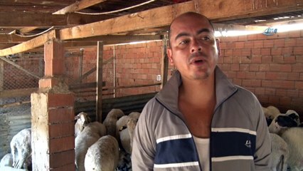 'Sınır ihtilafı' dedi, 25 keçiyi av tüfeğiyle vurarak telef etti