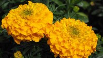 Marigold Flower in Temple: जानें पूजा में गेंदे का फूल का महत्त्व, छिपा है ये राज़ | Boldsky