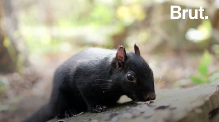 Le mélanisme chez les animaux