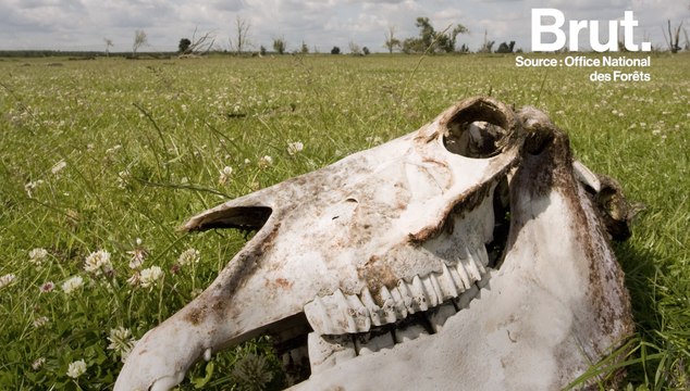 Pays-Bas : 3000 animaux morts dans une réserve naturelle