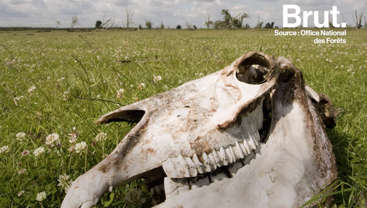 Pays-Bas : 3000 animaux morts dans une réserve naturelle