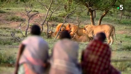 Ils volent le repas de 15 lions affamés (Kenya)