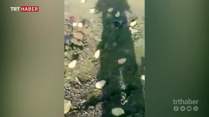 Bozuk sanılarak çöpe atılan yumurtalardan civciv çıktı