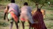Ils volent le repas de 15 lions affamés (Kenya)