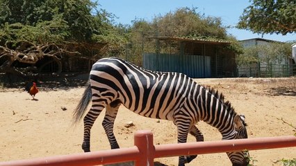 IGORCHIK IS FEEDING ANIMALS IN THE ZOO!!!