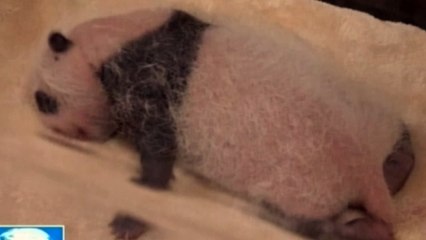 China welcomes twin baby pandas
