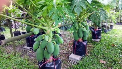 Papaya Air Layering Propagation