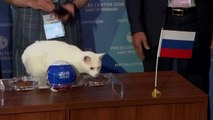 Mondial 2018: Achille le chat donne la Russie gagnante pour le match d’ouverture