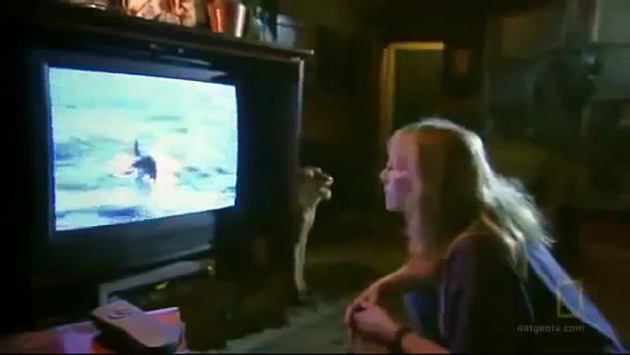 Killer Whale Vs Great White - Orca Kills Shark and Wins Fight [Nature Documentary]