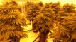 Police Seize 250 Cannabis Plants During Evening Raid in Spence