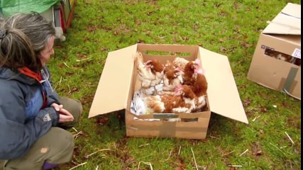 Ex-battery hens see grass for the 1st time !