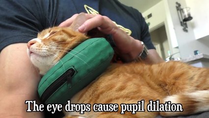 Cat Scratches Eye