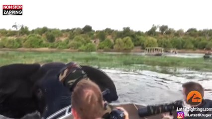 Botswana : Un éléphant attaque un bateau de touristes (Vidéo)