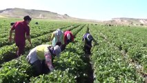 Mevsimlik İşçiydi Çilek Üreticisi Oldu