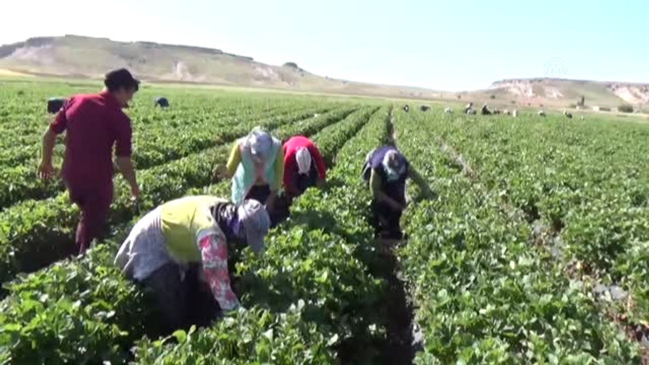 Mevsimlik İşçiydi Çilek Üreticisi Oldu