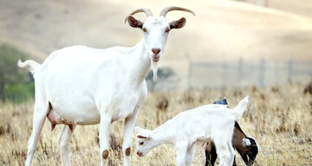 Öfkeli Komşu, Zeytin Ağaçlarına Zarar Veren 22 Keçiyi Pompalı Tüfekle Telef Etti