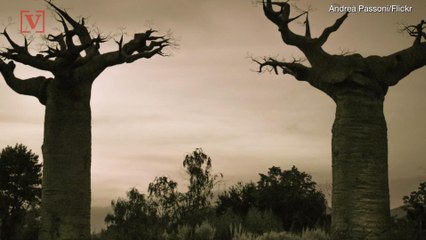 Science Can’t Explain Why Africa’s Ancient ‘Tree Of Life’ Is Dying