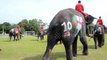England's penalty curse continues as Thai elephants kick off anti-gambling campaign