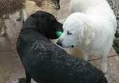 Dogs Embroiled in Chew Toy Standoff Refuses to Give In