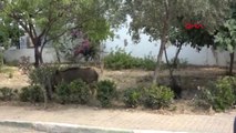 Muğla Domuzlar Bodrum İlçe Merkezini Mesken Tuttu