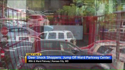 Two Deer Die After Jumping from Roof of Trader Joe's in Missouri