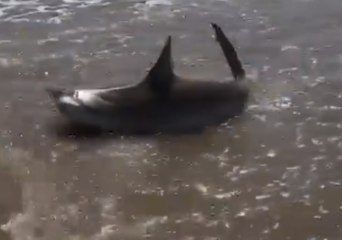 Man Catches and Releases Bull Shark on Texas Beach