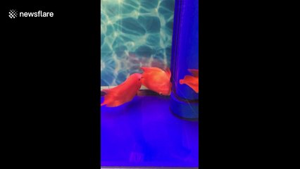 Tropical fish in tank protects dying pal from turtle