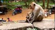 MOM! Please don't leave me alone, Poor baby monkey Donny Cry very loudly because of loss mom
