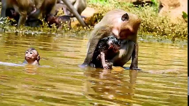 Ah! What mum doing on new baby - Poor baby almost faint in the water - why mum bring into water