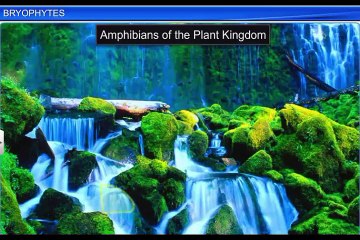 (2)CBSE Class 11 Biology, Plant Kingdom – 2, Bryophytes