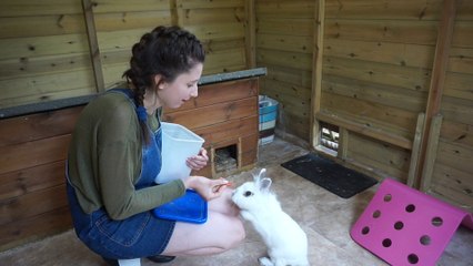 10 Things To Know Before You Get Rabbits