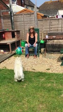 Chien champion du monde ? Il fait des têtes au foot comme zidane !