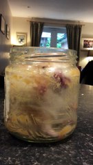 Ce gros hamster lèche le nutella.. dans le pot !